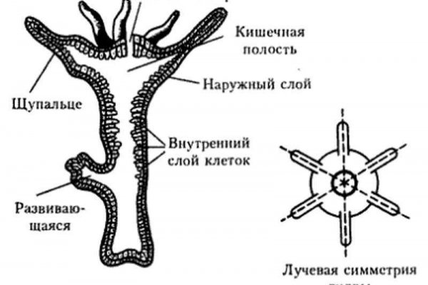 Сайт блэкспрут BlackSprutruzxpnew4af union